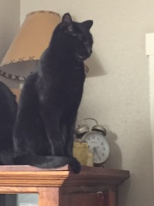 My Farmtastic Life Photo - Bear the Cat