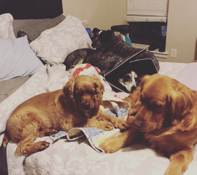 My Farmtastic Life - All the Dogs In Bed