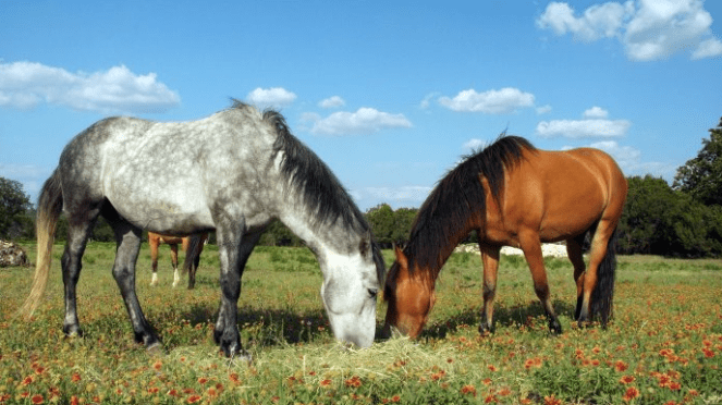 My Farmtastic Life Photo - Smokey and Ranger, American Mustangts