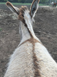 My Farmtastic Life - Sweetie Pie the donkey and her Easter Cross