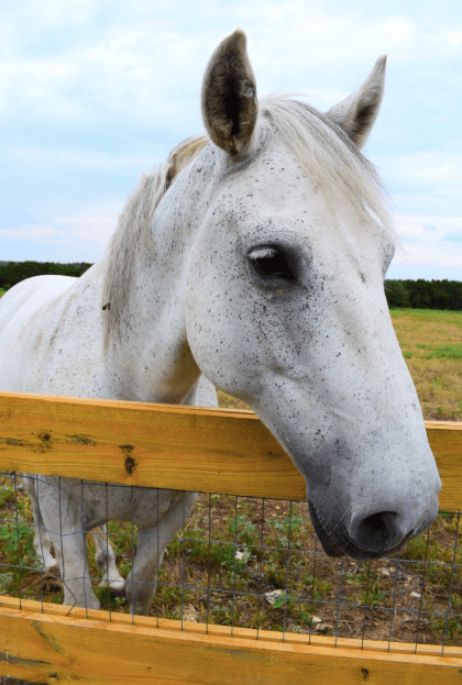 My Farmtastic Life - Smokey's Eye