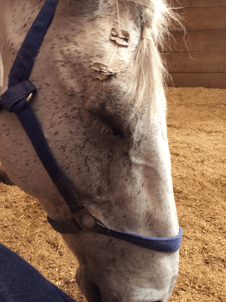 My Farmtastic Life - Smokey the mustang heals from an eye injury