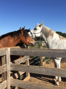 My Farmtastic Life - Smoke, Range, and River say hello over the fence