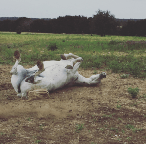 My Farmtastic Life - Smokey rolls with glee