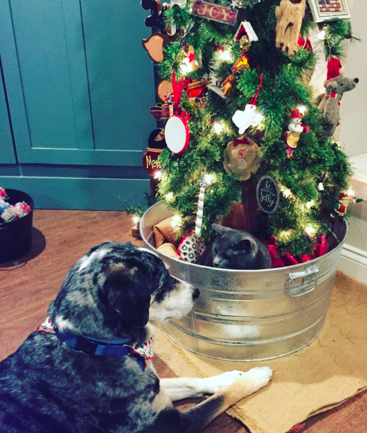 My Farmtastic Life - Christmas cat and dog