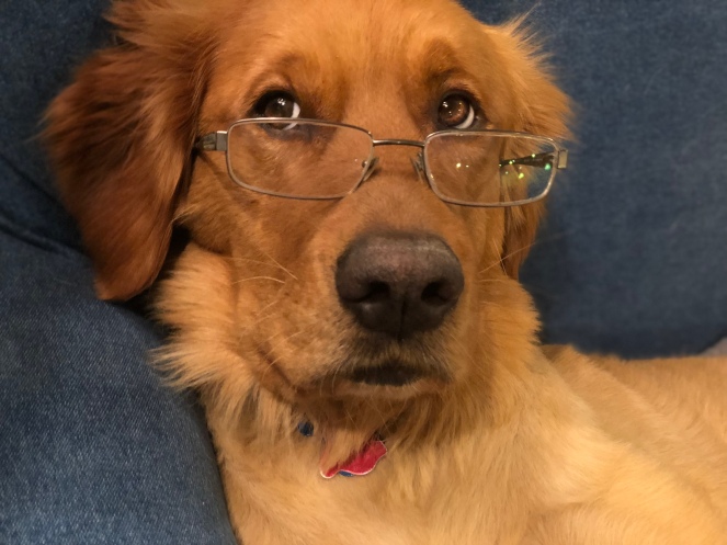 My Farmtastic Life - Max the dog in glasses.