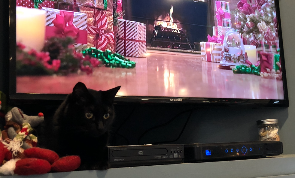 Grizzly the Cat Watches Hallmark Yule Log